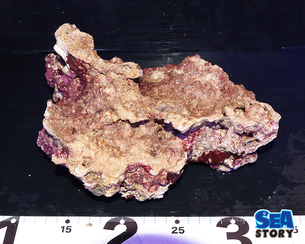 ライブロック35