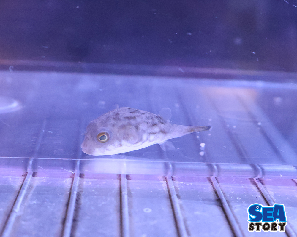 スジモヨウフグ　幼魚