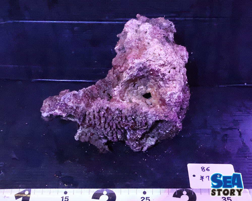 ライブロック86