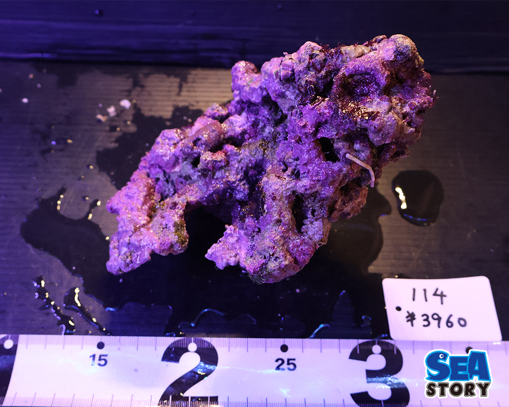 20260604_raiburokku114-1