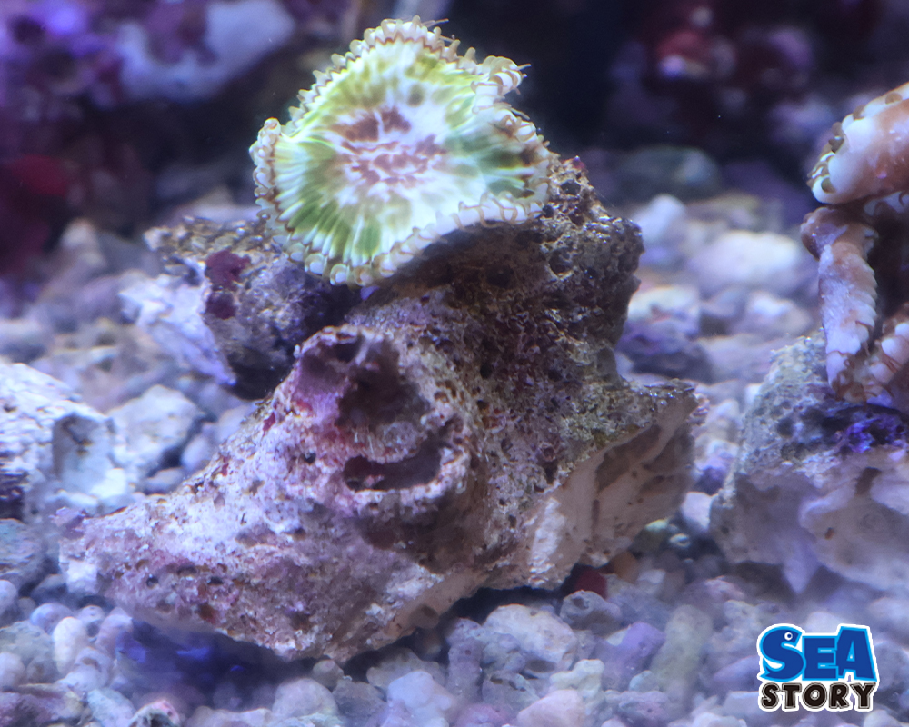 20260609Sun-Zoanthid02